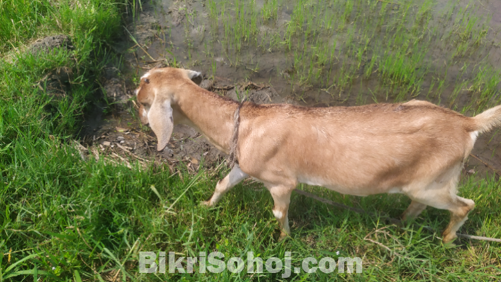 দুইটি খাসি ও একটি বকরী বিক্রি হবে।